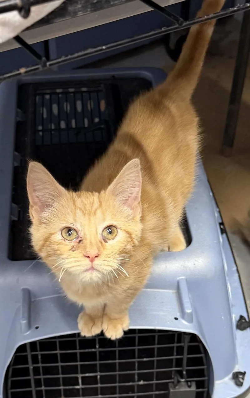 A young medium-sized male Orange / Red Domestic Short Hair cat named Fred for adoption in Elkins, WV