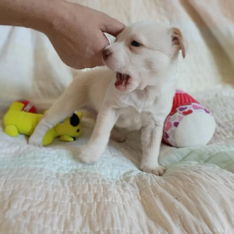 A baby small-sized male White / Cream Mixed Breed dog named Jorah for adoption in Wadena, MN
