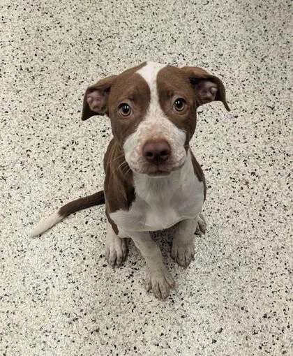 A baby small-sized female Mixed Breed dog named Silah for adoption in Atlanta, GA