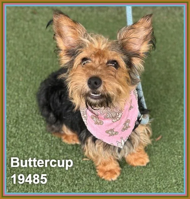 Buttercup