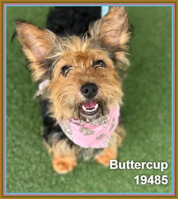 Buttercup thumbnail 3