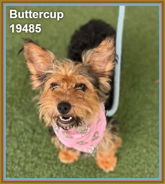 Buttercup thumbnail 4