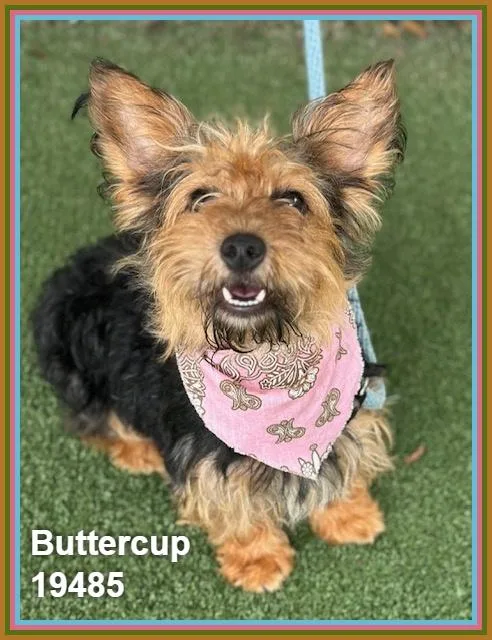 Buttercup thumbnail 5
