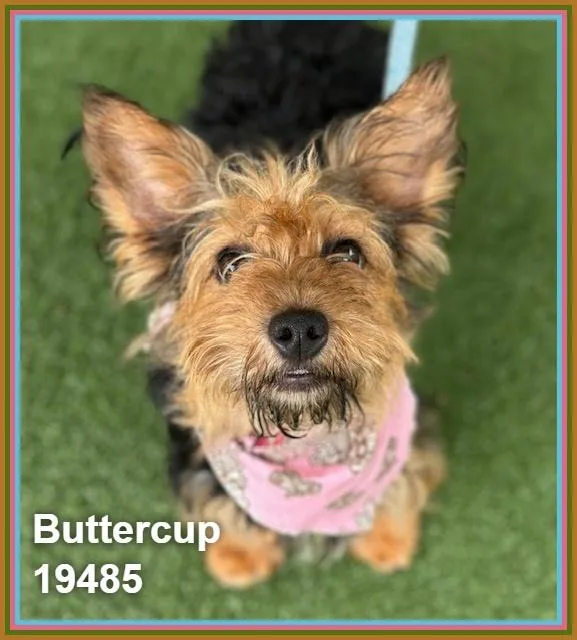 Buttercup thumbnail 6