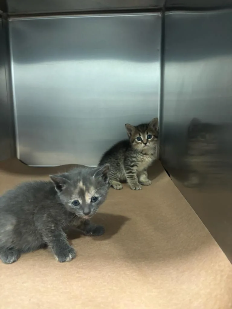 A baby small-sized male Domestic Short Hair cat named Janka for adoption in Cartersville , GA