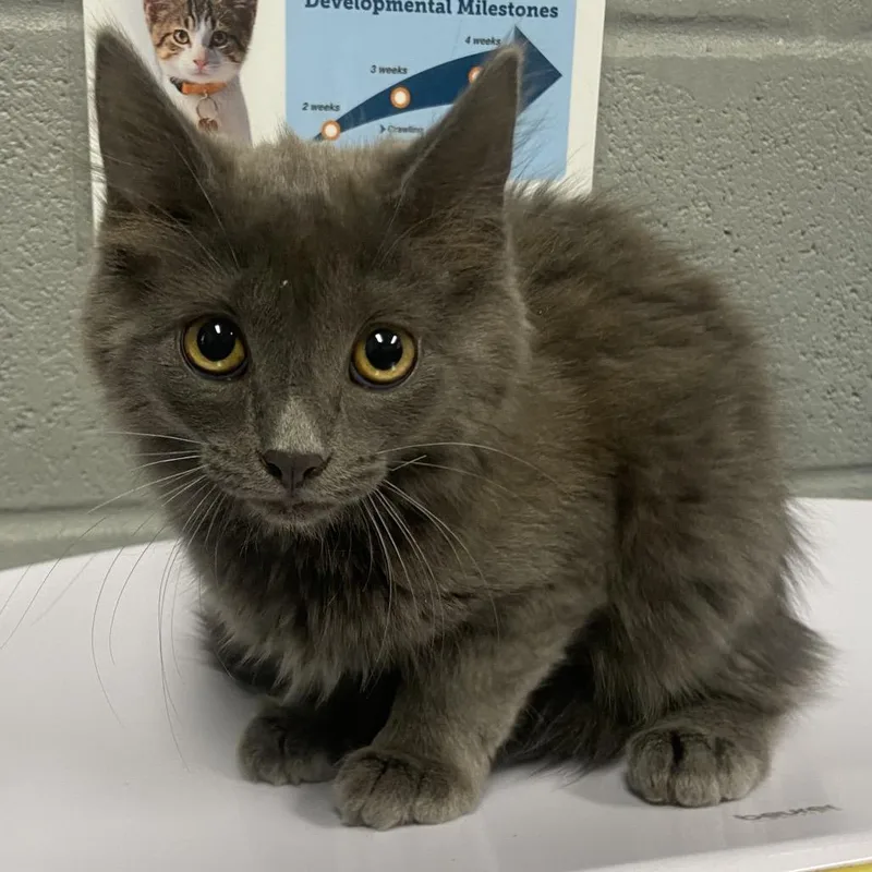 A baby small-sized female Gray / Blue / Silver Domestic Medium Hair cat named Victoria for adoption in Allentown, PA