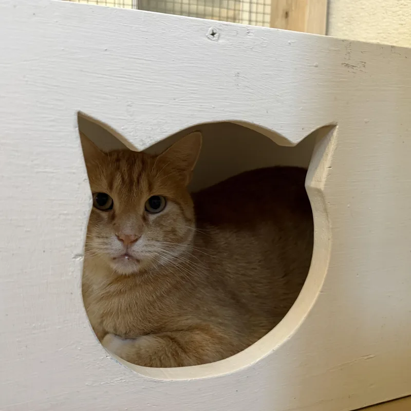 An adult large-sized male Tabby (Orange / Red) Domestic Short Hair cat named Dorian for adoption in La Crescent, MN
