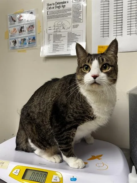 An adult large-sized male Domestic Short Hair cat named Dean for adoption in Naples, FL