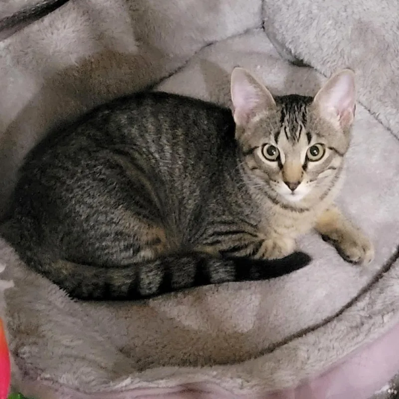 A baby small-sized male Brown / Chocolate Domestic Short Hair cat named Mixtape for adoption in FAIRWAY, KS