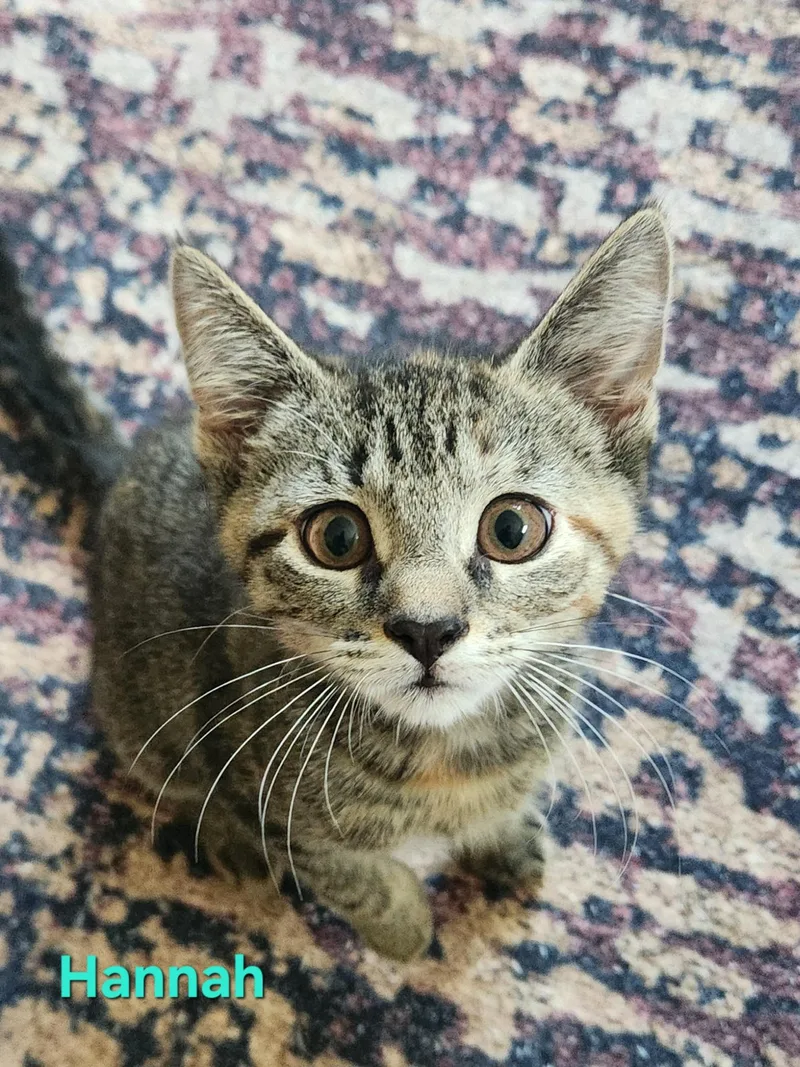 A baby small-sized female Tabby (Buff / Tan / Fawn) Domestic Short Hair cat named Hannah for adoption in Warminster, PA