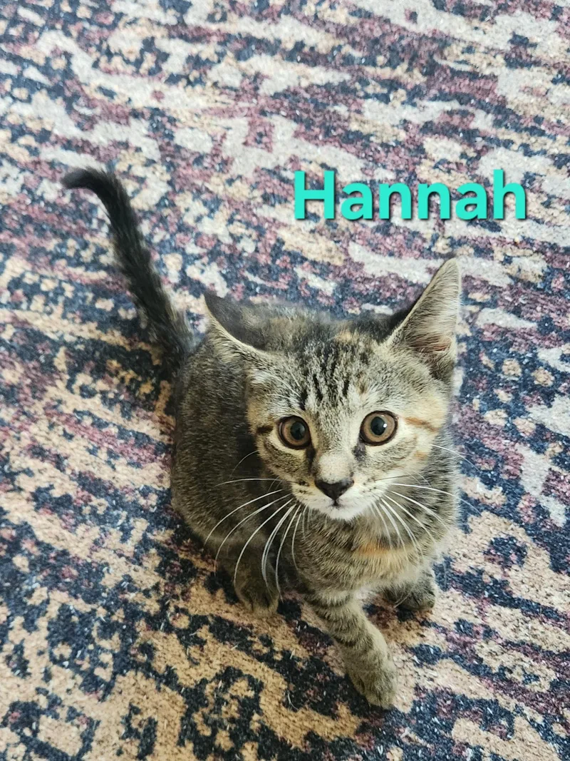 Hannah thumbnail 2