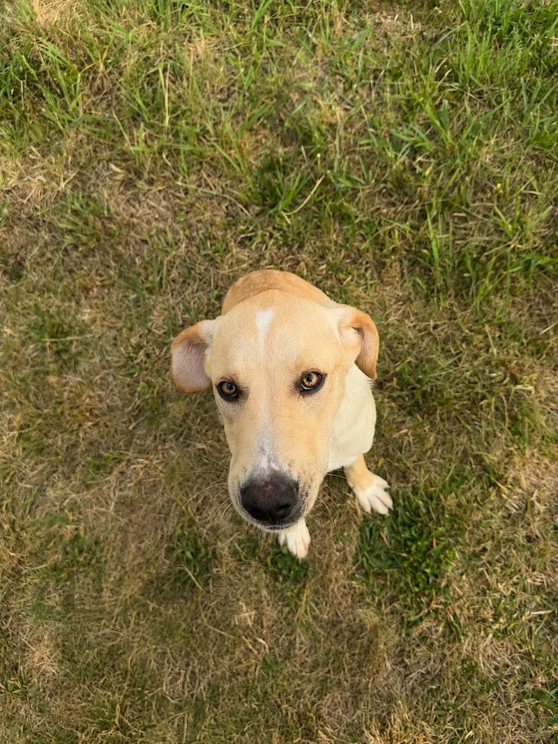A young medium-sized male Golden Great Pyrenees dog named Arlo for adoption in Lebanon, TN