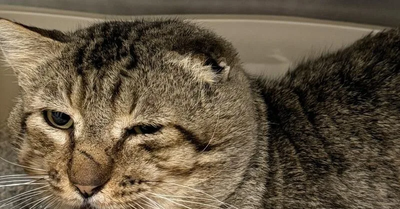 An adult medium-sized male Gray / Blue / Silver Tabby cat named Rave for adoption in Stockton, CA