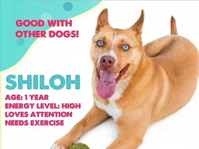 A young medium-sized male Australian Cattle Dog / Blue Heeler dog named Shiloh for adoption in Chapel Hill, NC