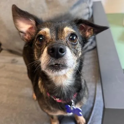 An adult small-sized female Mixed Breed dog named Gia for adoption in Lansing, MI