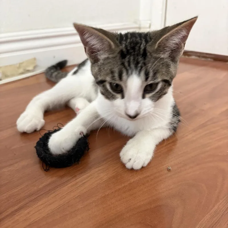 A baby small-sized male Brown / Chocolate Domestic Short Hair cat named Cosmo City of for adoption in Chino Hills, CA