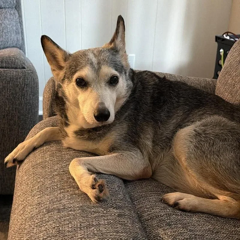 A senior medium-sized female Gray / Blue / Silver Australian Cattle Dog / Blue Heeler dog named Holly for adoption in Beulaville, NC