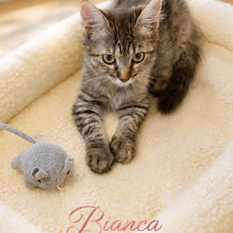 A baby small-sized female Torbie cat named Bianca for adoption in Mesa, AZ