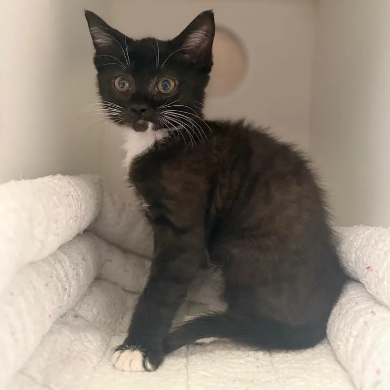 A baby small-sized male Black Domestic Short Hair cat named Hemi for adoption in Riverside, CA