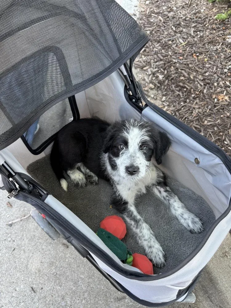 A baby large-sized female Tricolor (Brown, Black, & White) Poodle dog named Dionne for adoption in Shawnee, OK