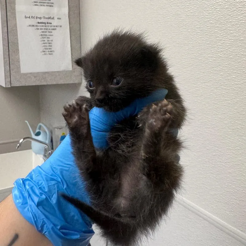 A baby small-sized female Black Domestic Medium Hair cat named Hamburger for adoption in Columbiana, AL