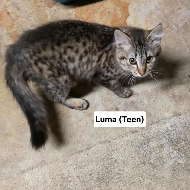 Luma C
