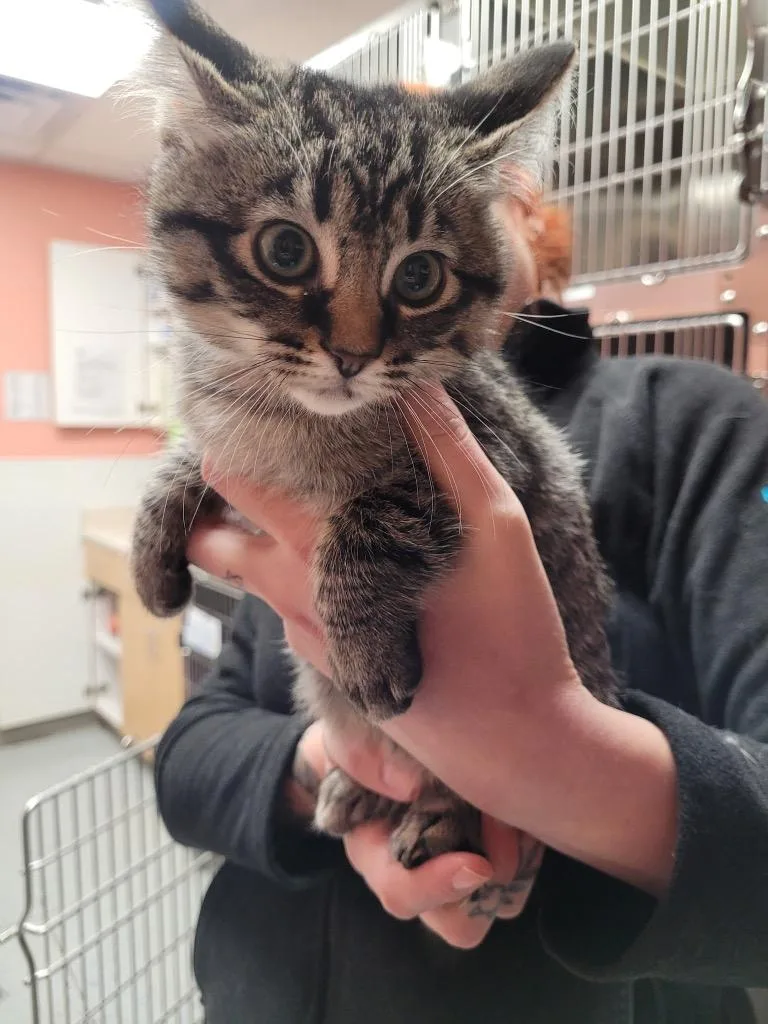 A baby medium-sized female Domestic Short Hair cat named Elphaba for adoption in Logan, UT