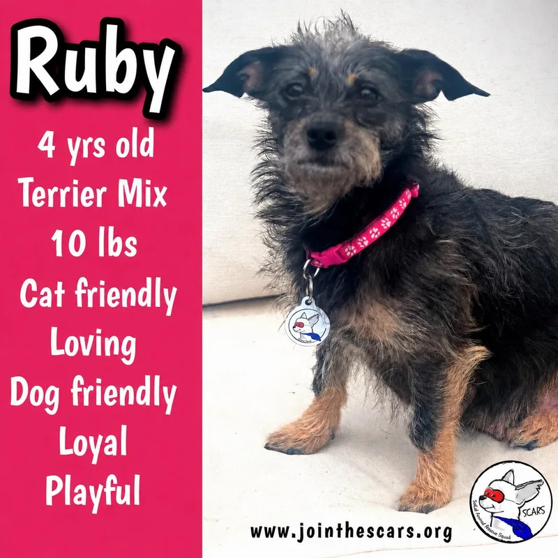 A young small-sized female Tricolor (Brown, Black, & White) Terrier dog named Ruby for adoption in Glendora, CA
