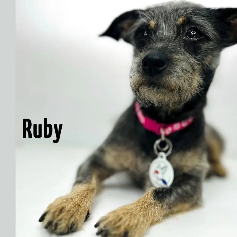 Ruby thumbnail 2