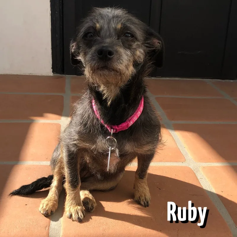 Ruby thumbnail 3