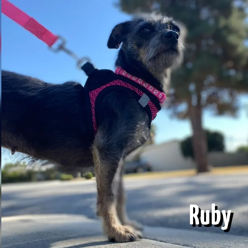 Ruby thumbnail 4