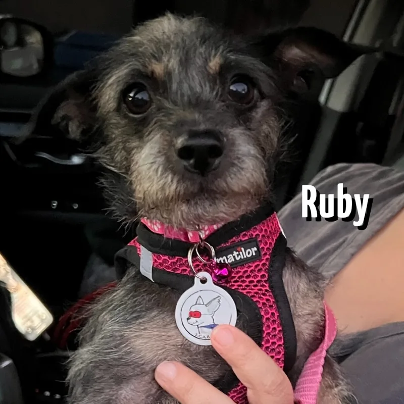 Ruby thumbnail 5