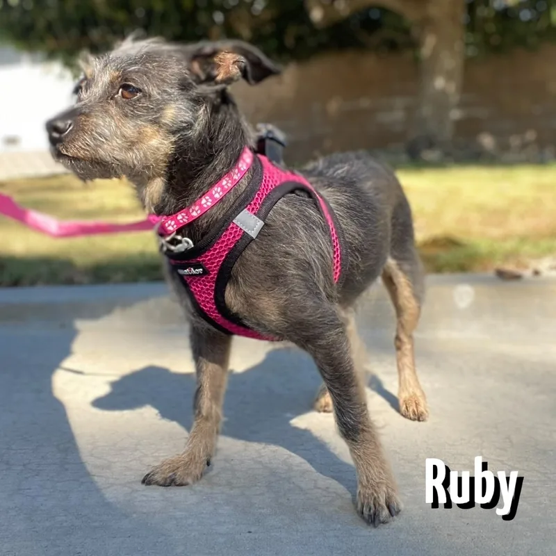 Ruby thumbnail 6