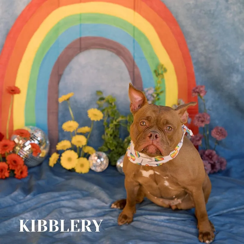 Kibblery thumbnail 5