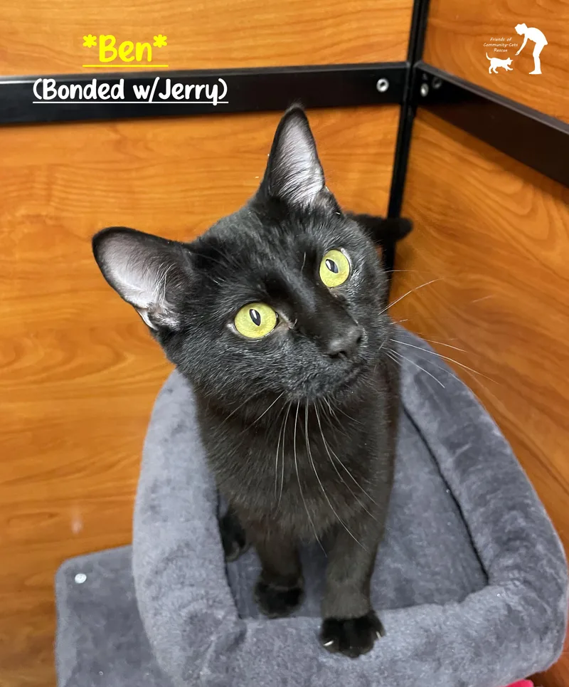 A young medium-sized male Black Domestic Short Hair cat named Ben for adoption in Centerville, UT