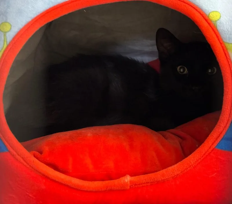 A young medium-sized male Domestic Short Hair cat named Ronald for adoption in Peoria, AZ