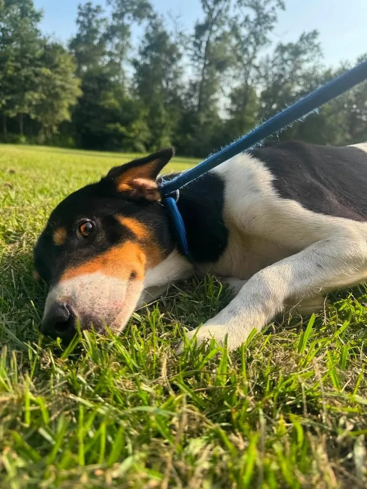 A young medium-sized male Tricolor (Brown, Black, & White) Beagle dog named Howie for adoption in Syracuse, NY