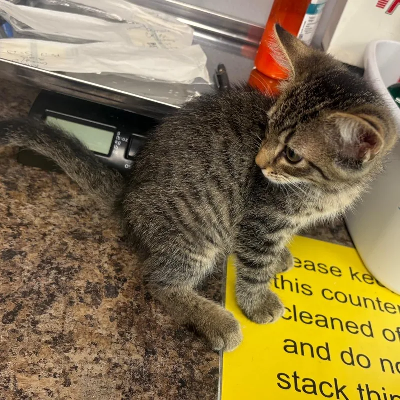 A baby small-sized female Black Domestic Short Hair cat named Tornado for adoption in Carroll, IA