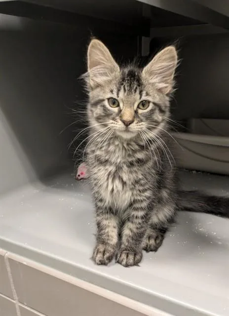 A baby small-sized female Domestic Medium Hair cat named Billabong for adoption in Leesburg, VA
