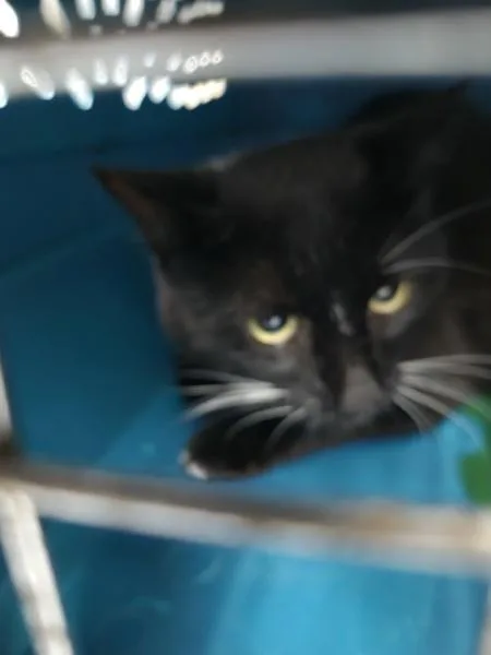 An adult medium-sized male Domestic Short Hair cat named Pen  Fennel for adoption in Lawrenceville, GA