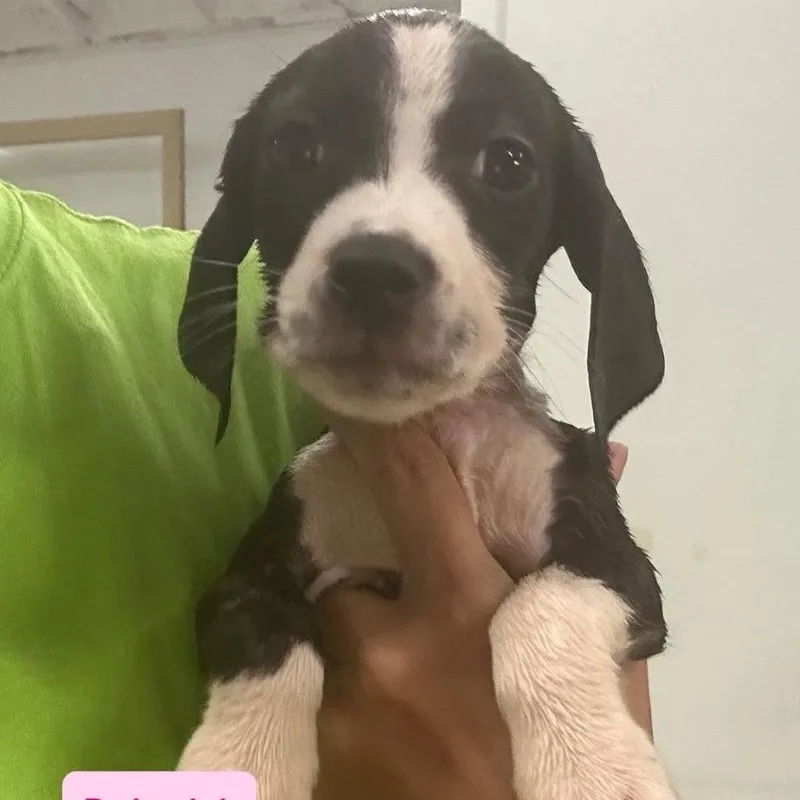 A baby small-sized female Basset Hound dog named Daiquiri for adoption in Tampa, FL
