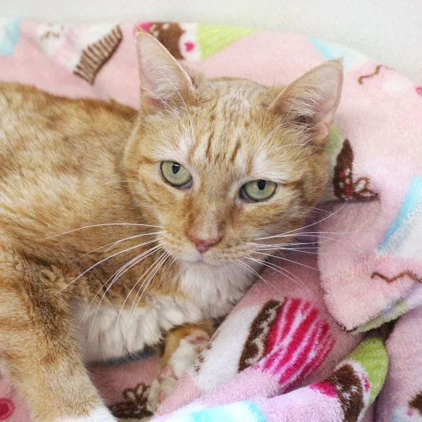 A senior medium-sized female Domestic Short Hair cat named Jewel for adoption in Des Moines, IA