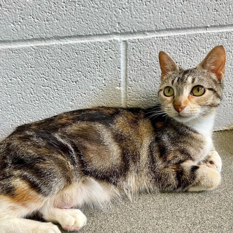A young medium-sized female Gray / Blue / Silver Domestic Short Hair cat named Miss Marble Slab for adoption in Carencro, LA