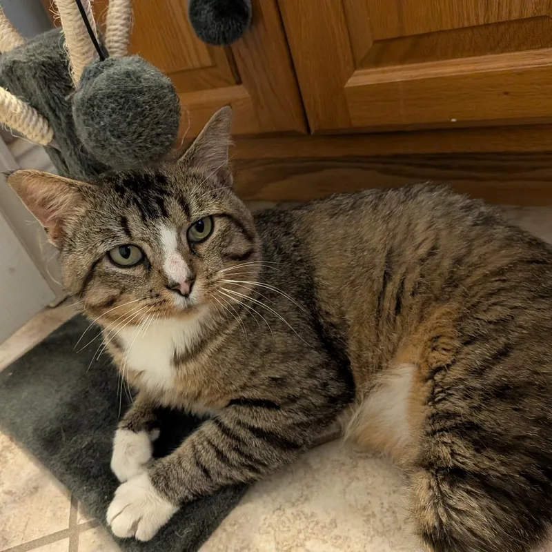An adult medium-sized male Brown / Chocolate Domestic Short Hair cat named Wilson for adoption in St. Louis, MO