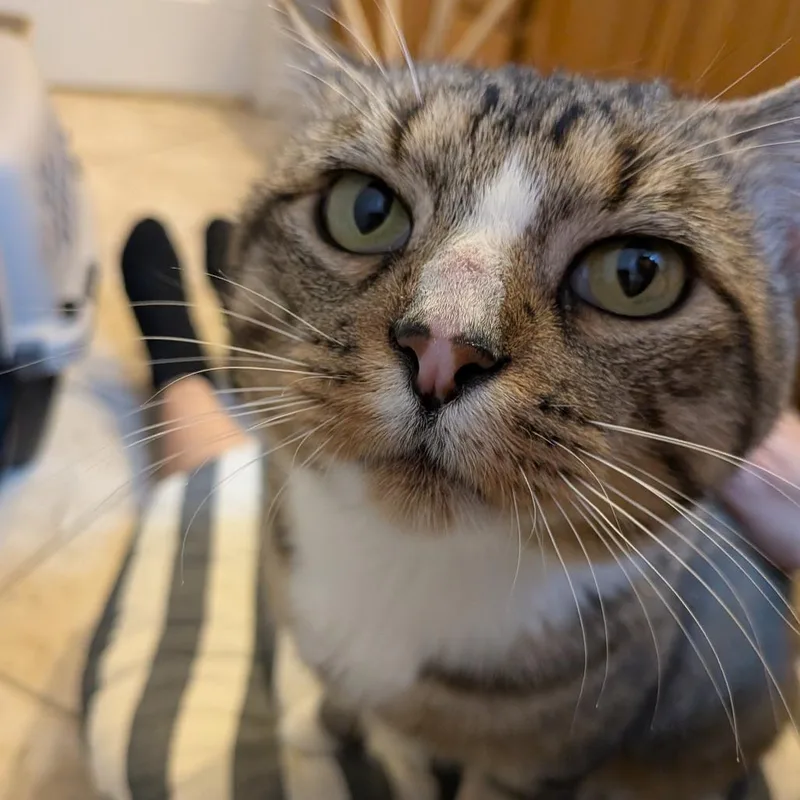 Wilson thumbnail 5