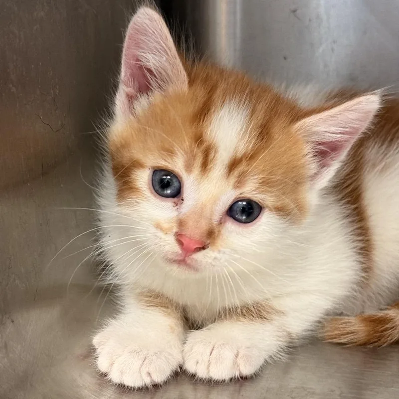 A baby small-sized male Orange / Red Domestic Short Hair cat named Olaf for adoption in Pittsburg, KS