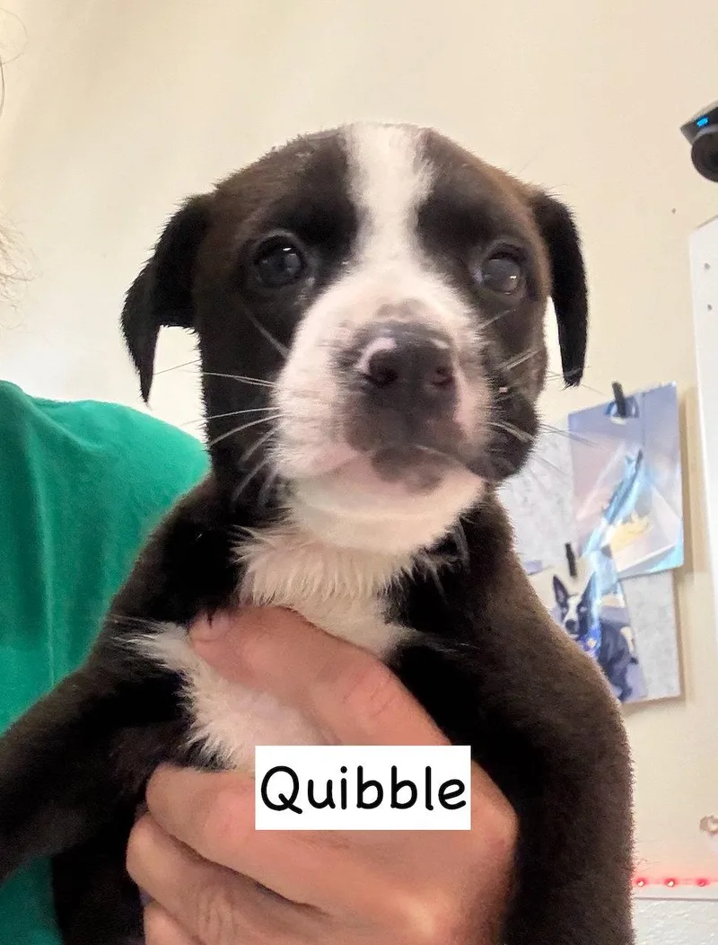 Quibble thumbnail 2