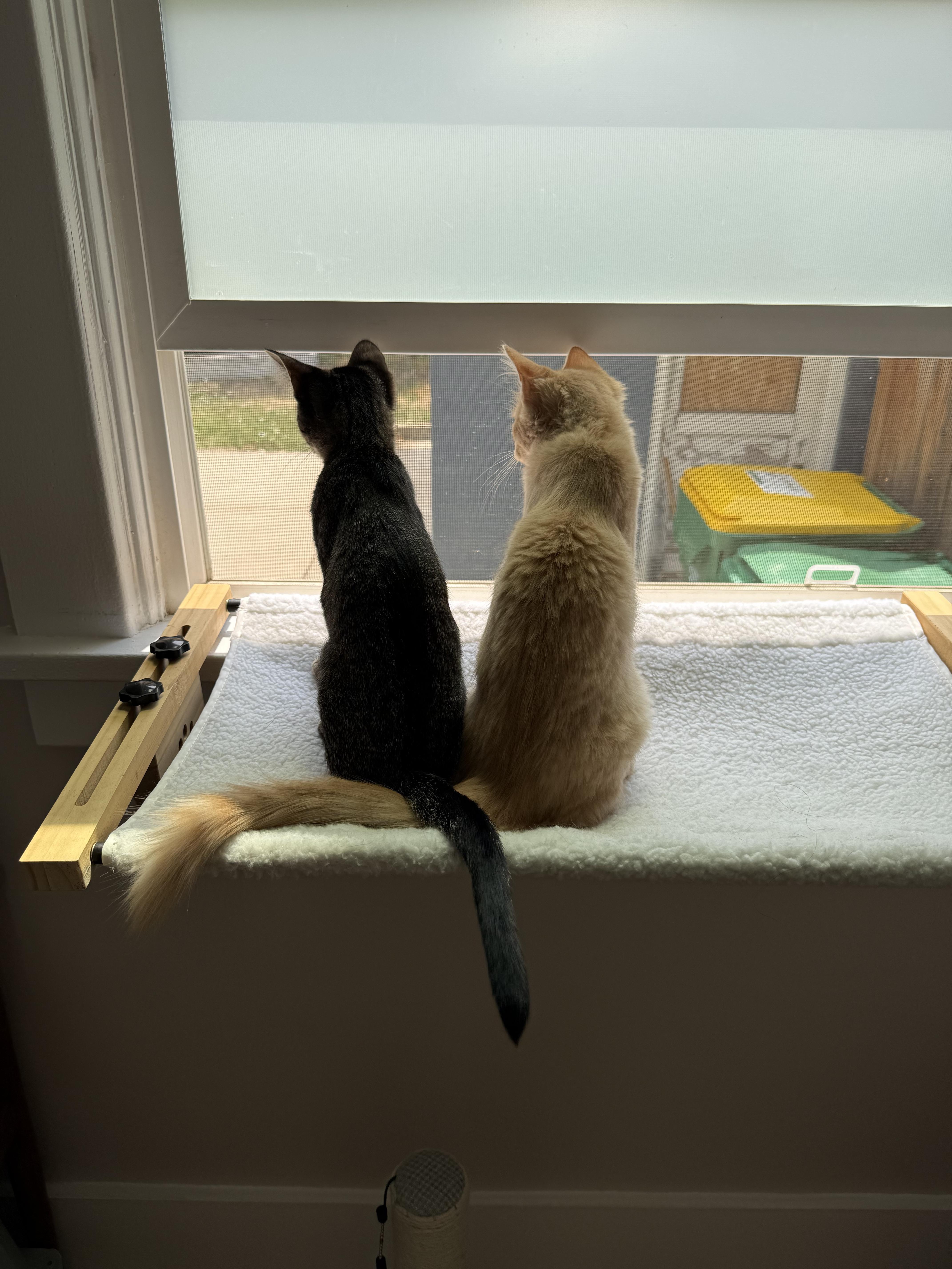 Indy & Libby thumbnail 3