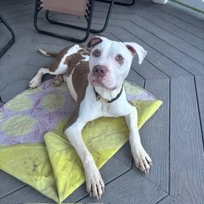 A young medium-sized male Yellow / Tan / Blond / Fawn Pit Bull Terrier dog named Matty for adoption in Phoenixville, PA