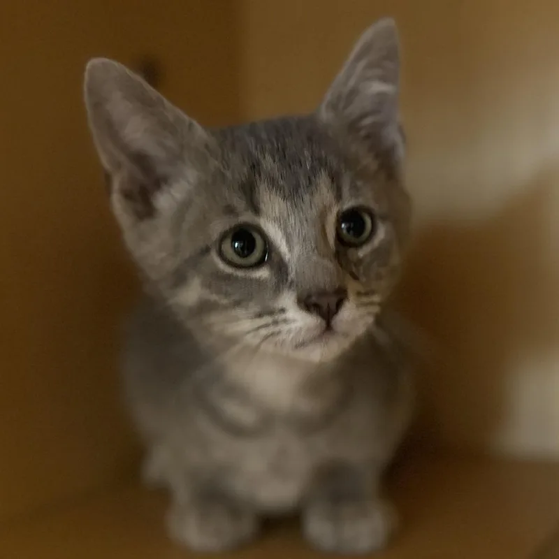 A baby small-sized male Gray / Blue / Silver Domestic Short Hair cat named Cherry for adoption in Washington Township, OH